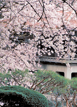 桜の名所・新宿御苑が1カ月間「春の特別開園」