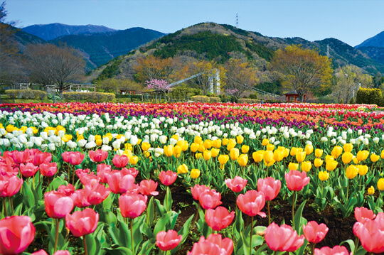 県立秦野戸川公園で7万球のチューリップが咲き競う