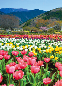 県立秦野戸川公園で7万球のチューリップが咲き競う