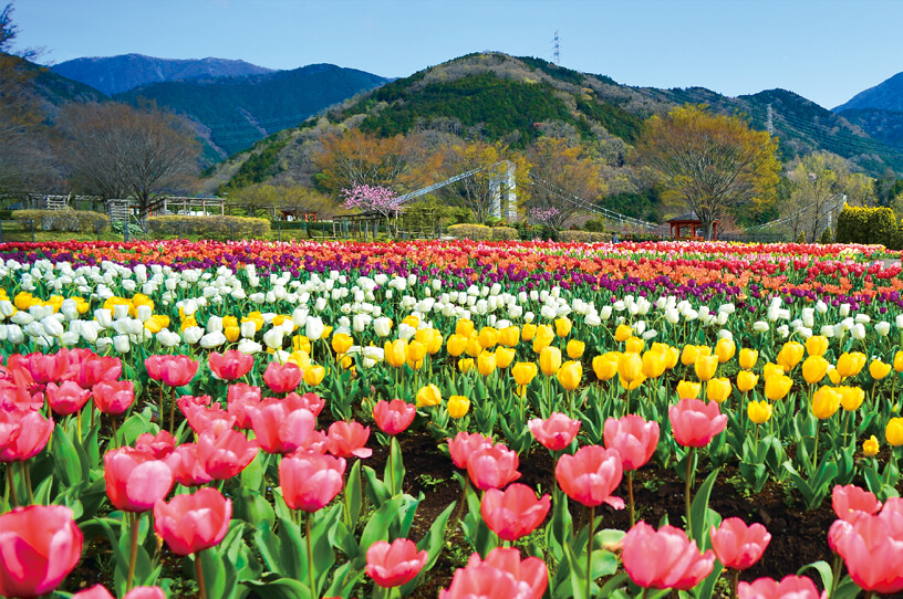 滝のように花開く長興山のしだれ桜が満開に