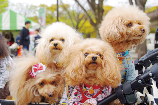 愛犬と1日中楽しめる都心最大級のドッグイベント