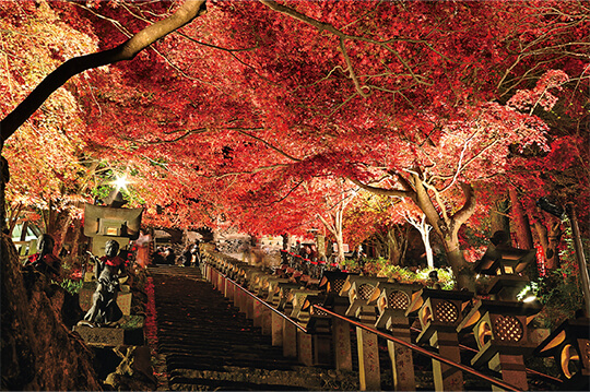 夜間ライトアップを行う紅葉の名所・大山