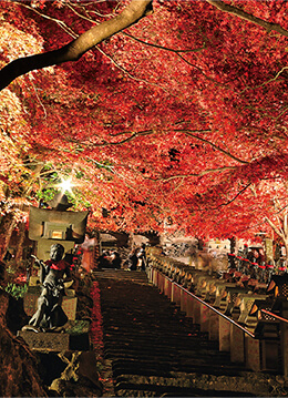 夜間ライトアップを行う紅葉の名所・大山