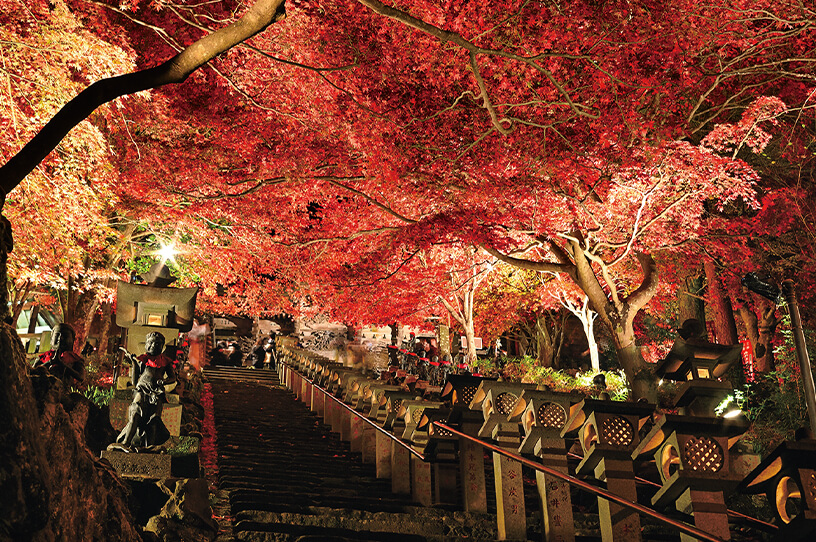 夜間ライトアップを行う紅葉の名所・大山の画像