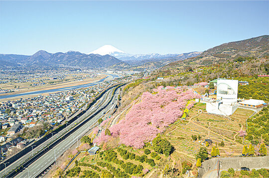 松田山の河津桜と冠雪の富士山が春の訪れを告げる