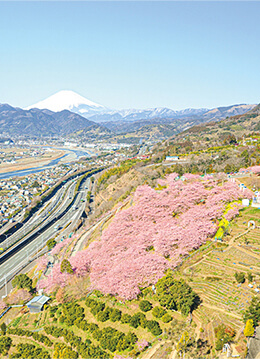 松田山の河津桜と冠雪の富士山が春の訪れを告げる