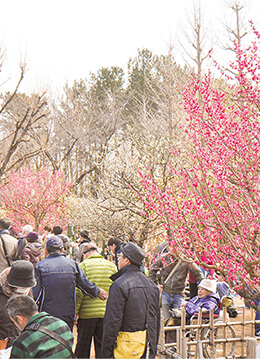 羽根木公園で梅の花を楽しめる梅まつり