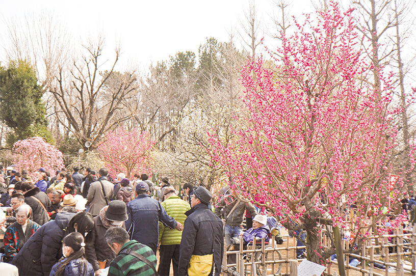 羽根木公園で梅の花を楽しめる梅まつり