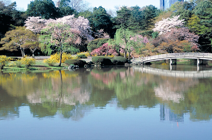 いろいろな種類の桜が次々に見頃をむかえる西洋庭園