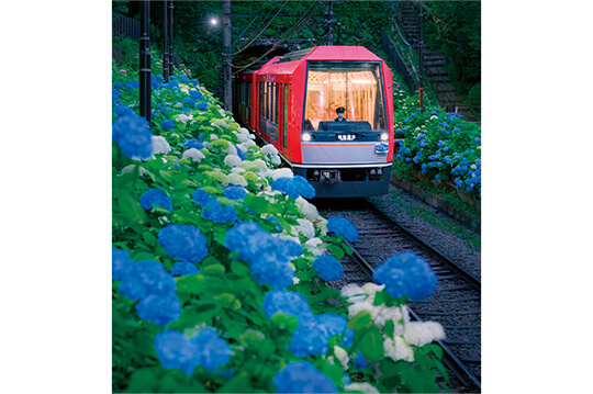 箱根登山電車の沿線で 幻想的なライトアップも実施