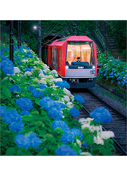箱根登山電車の沿線で 幻想的なライトアップも実施