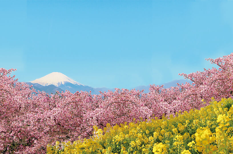 約360本の河津桜が春の訪れを告げる松田山