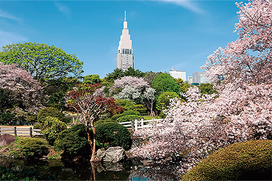 約900本の桜が植えられる日本初の西洋庭園