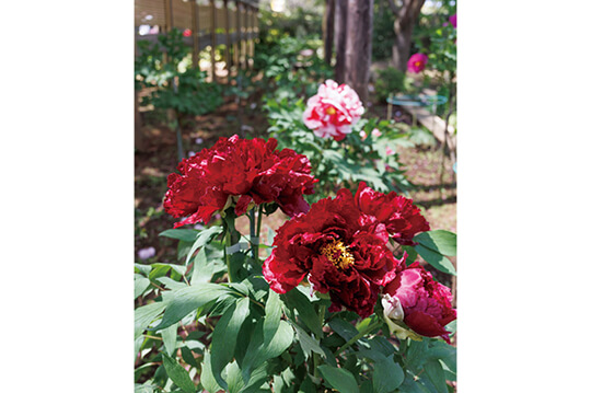 330種1,700株が咲く関東有数のボタンの名所