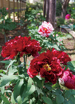 330種1,700株が咲く関東有数のボタンの名所