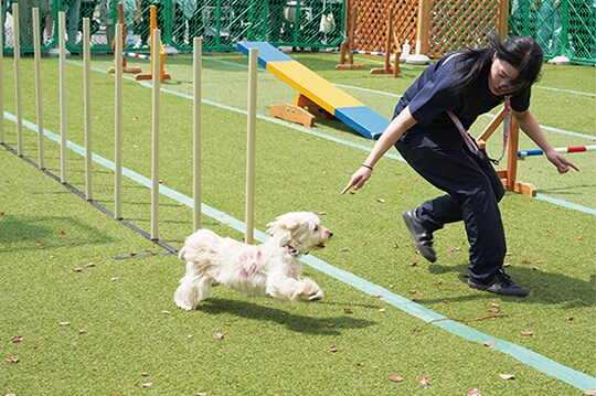 100店舗を超えるショップが参加するドッグイベント