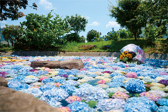 「あじさいの里」のアジサイが6月初旬から開花