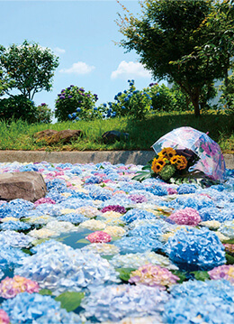 「あじさいの里」のアジサイが6月初旬から開花