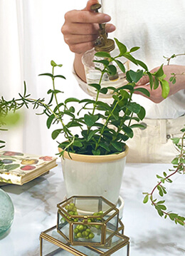 心地いい室内空間をつくる　観葉植物が買えるお店4選