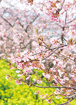 新松田は四季の豊かな自然を満喫できる街