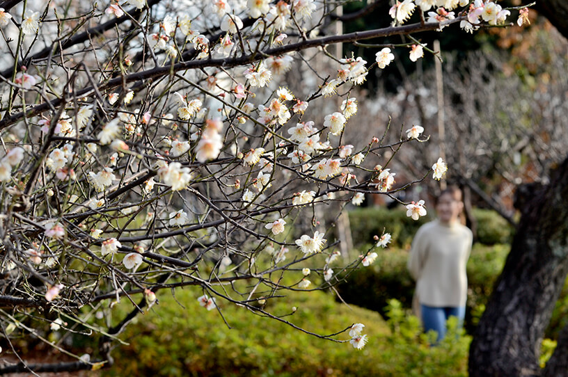 梅の花が美しく咲く　梅ヶ丘でのんびりお散歩の画像