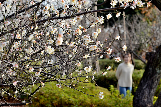 梅の花が美しく咲く　梅ヶ丘でのんびりお散歩