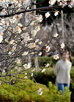 梅の花が美しく咲く　梅ヶ丘でのんびりお散歩