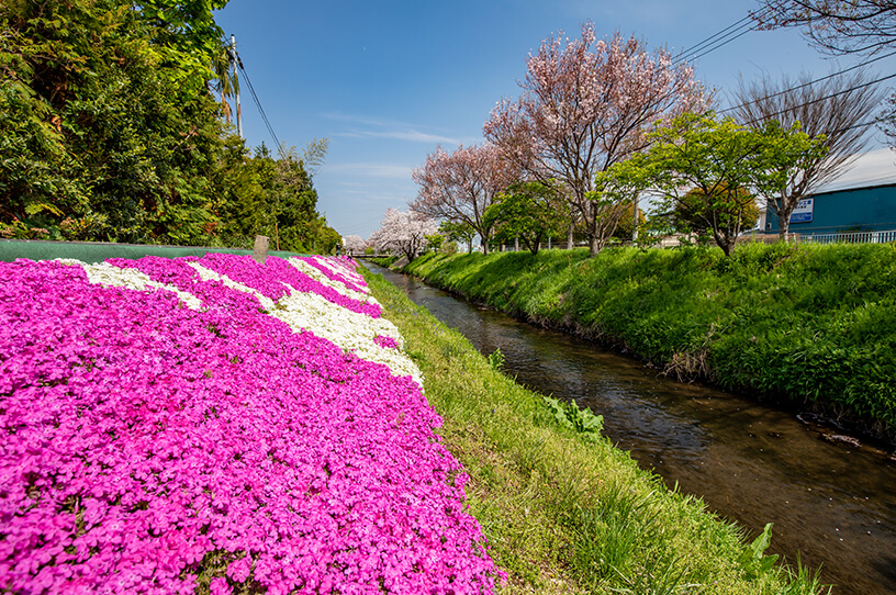 お散歩しながら春を感じる　小田急沿線の花の名所4選の画像