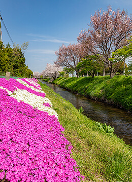 お散歩しながら春を感じる　小田急沿線の花の名所4選